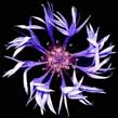 The symbol of the Cornflower