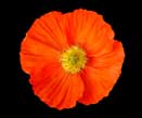 The symbol of the Poppy