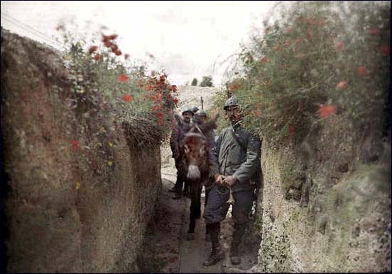 Poppies along a trench