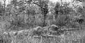 The Great War, U.S. snipers in ambush
